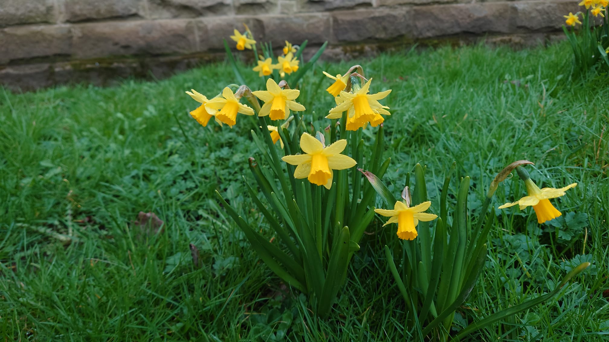A photo of some daffodils